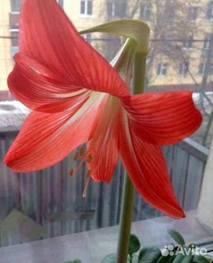 Гиппеаструм