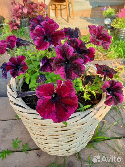 Рассада петунии