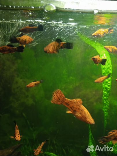 Аквариумные рыбки тигровые меченосцы