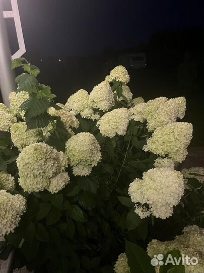 Гортензия на срез