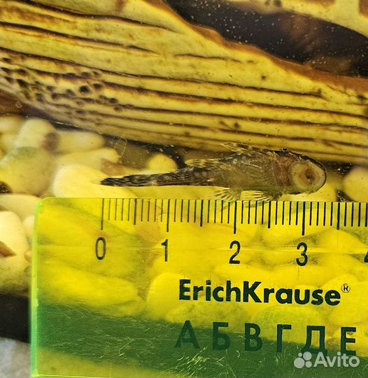 Креветки, сомики