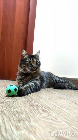 Кот в добрые руки