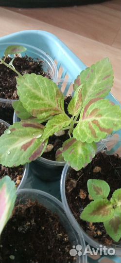 Рассада цветов