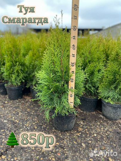 Туя Смарагд Колумна Шаровидная Вудвурди Брабант