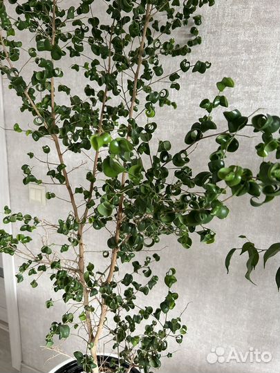 Фикус Бенджамина