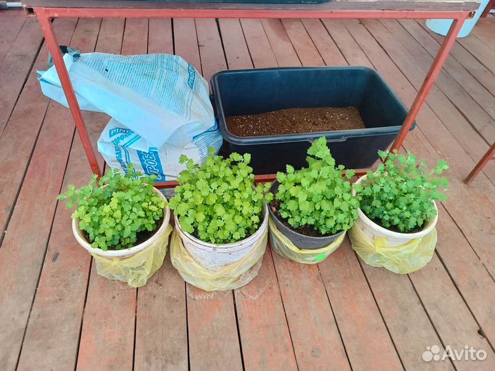 Хризантемы мультифлора маточник