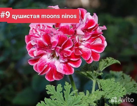 Герань пеларгония сортовая
