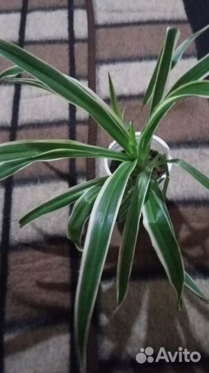 Цветы Хлорофитум с белой полоской