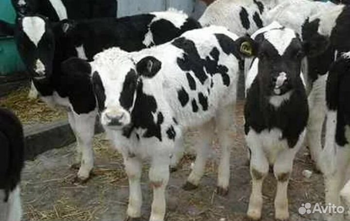 Быки Телки Холмгоры Голштинины