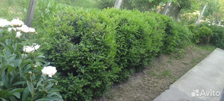 Можжевельник