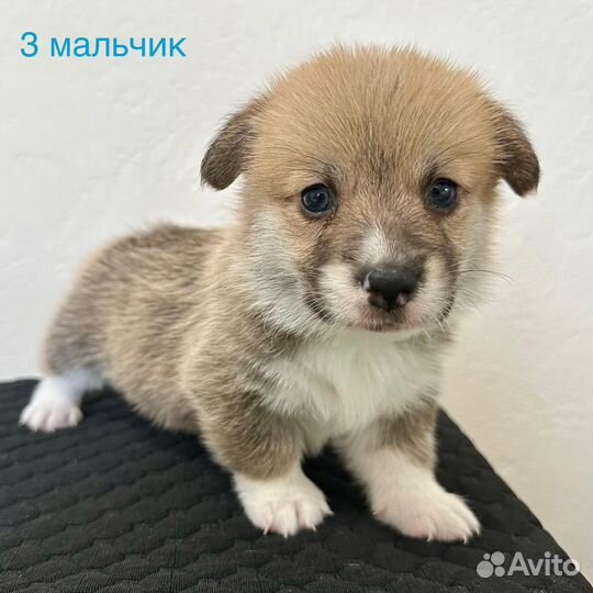 Щенки вельш-корги пемброк