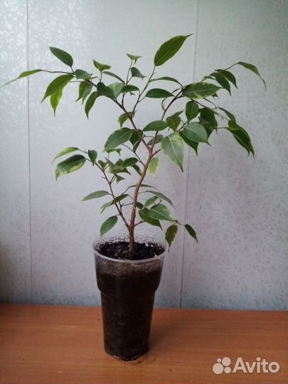 Фикус Бенджамина