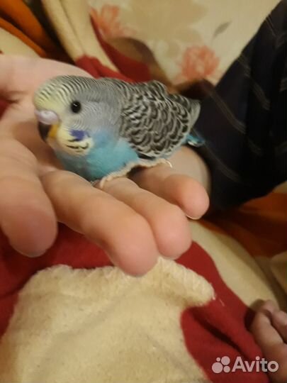 Попугай волнистик(девочки)