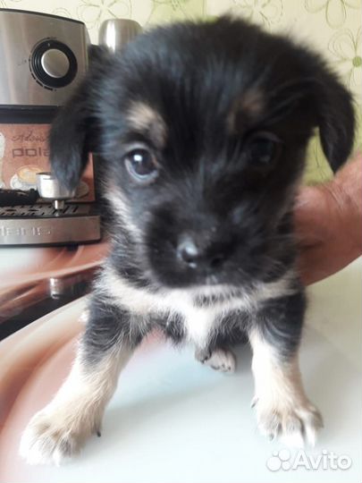 Щенок в добрые руки бесплатно девочка