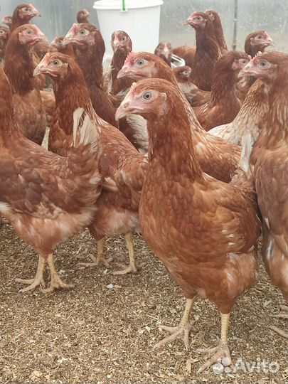 Курица молодка