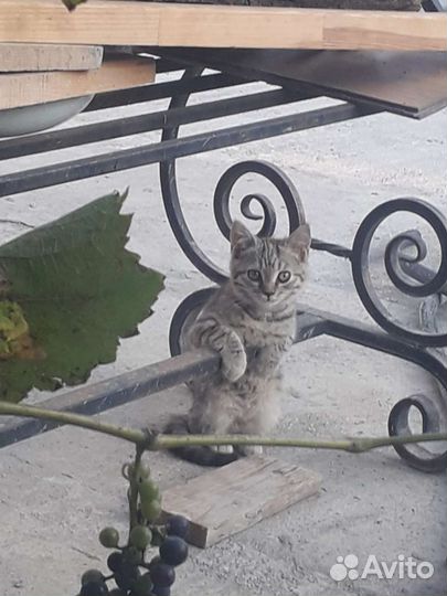 Кошечка в добрые руки