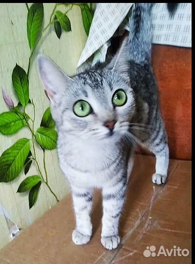 Кошечка в добрые руки