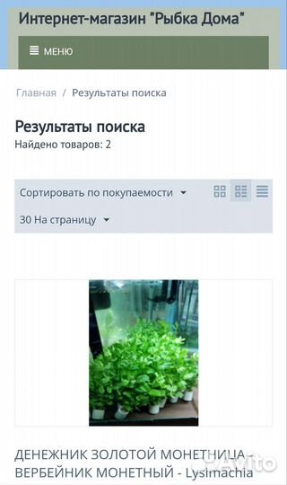 Вербейник или денежник золотой, растение аквариум