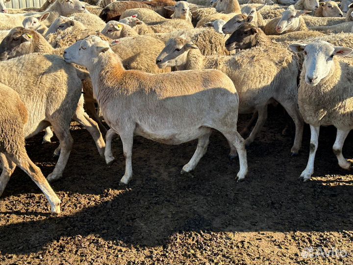 Овцы, ярки Катумские на разведение