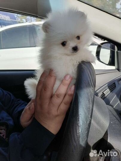 Шпицедетки