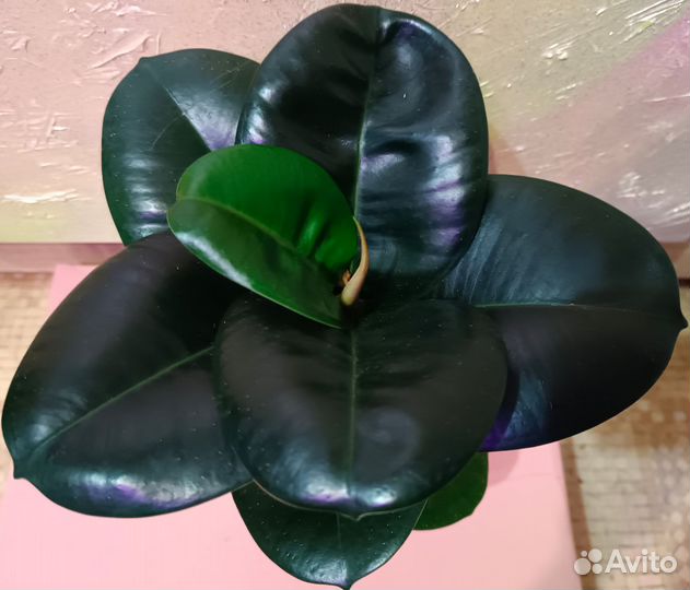 Фикус эластика София цветы комнатные