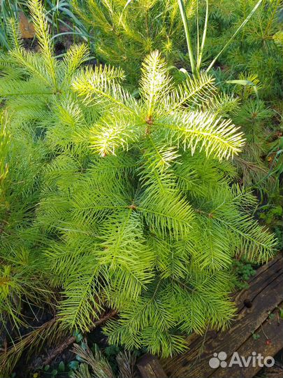 Пихта кавказская, пихта одноцветная