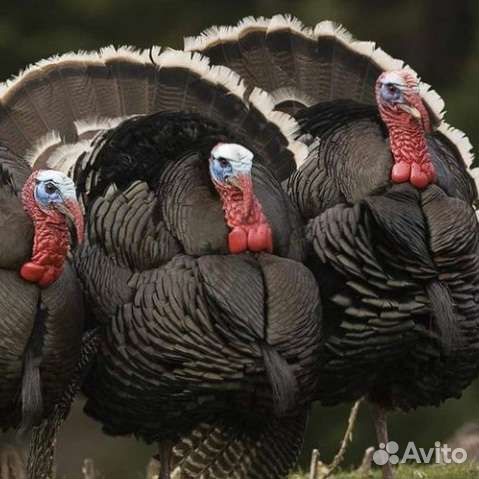 Индюшата разных пород 15-16 апреля