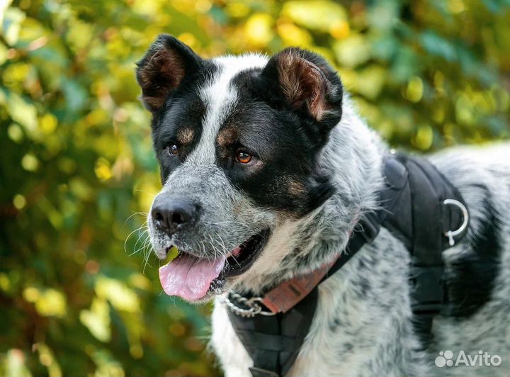 Алабай в поисках бесплатной передержке