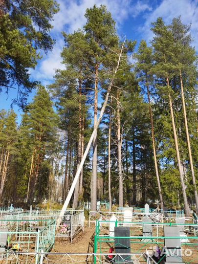 Спил деревьев