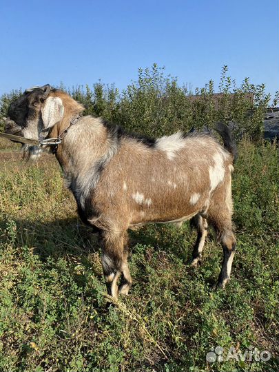 Вязка козел