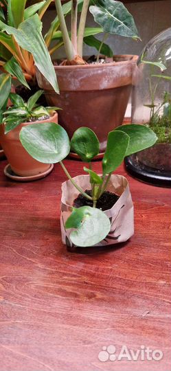 Пилея пеперомиевидная