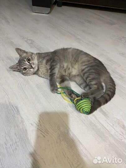 Кошка полгода девочка