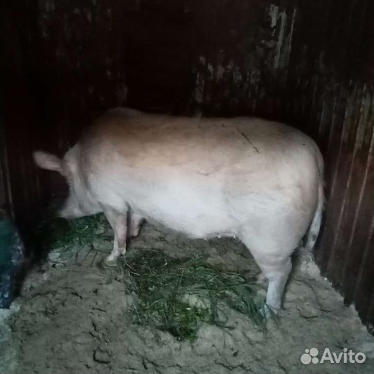Свиноматка