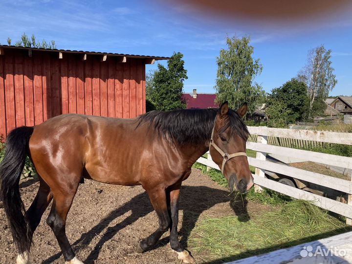 Продажа коня