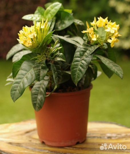 Комнатные растения (укорененные черенки)