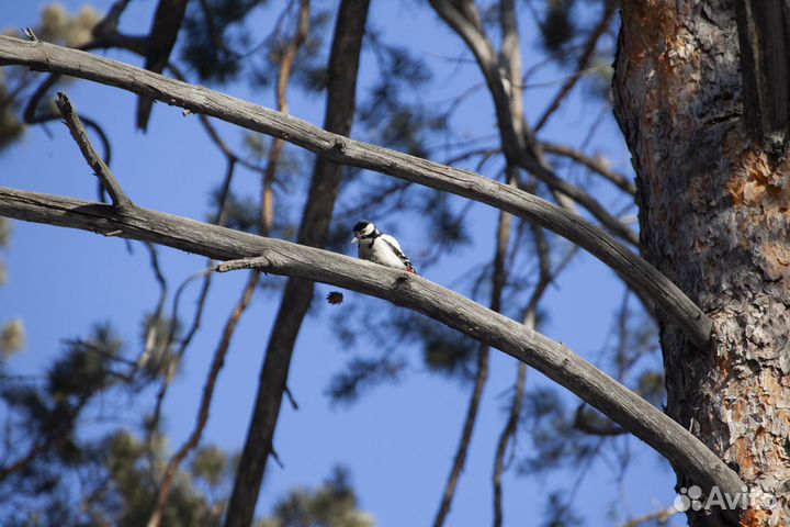 Canon EOS 5D mark ii body