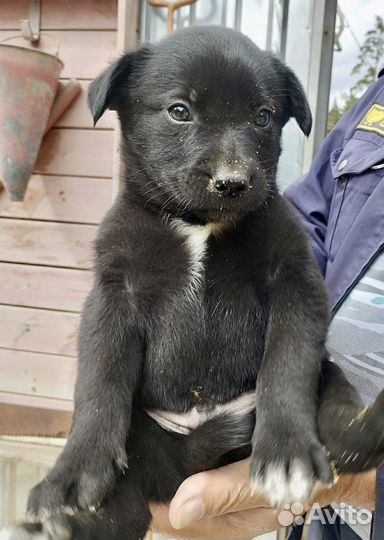 Щенок в добрые руки