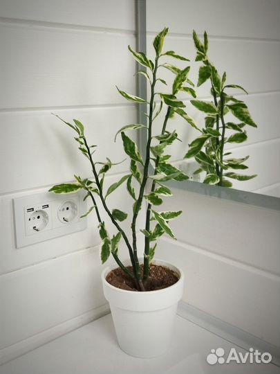 Педилантус