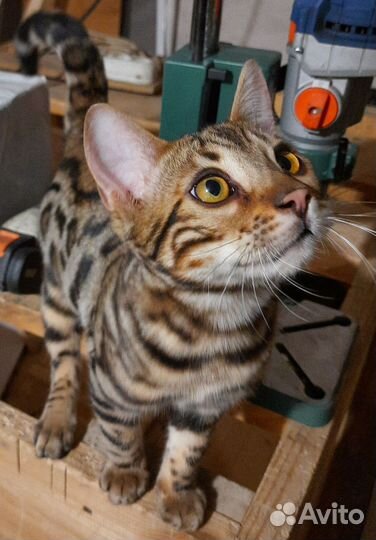 Бенгальский кот для вязки