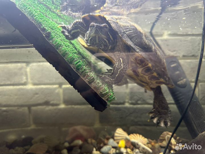 Аквариум для красноухой черепахи