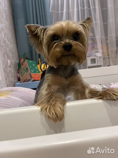 Йоркширский терьер вязка мальчик