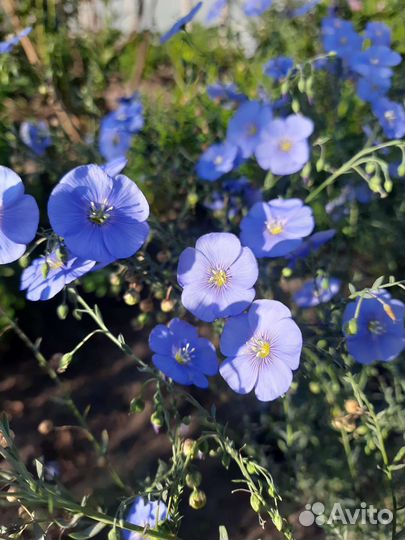 Лён садовый (многолетний)