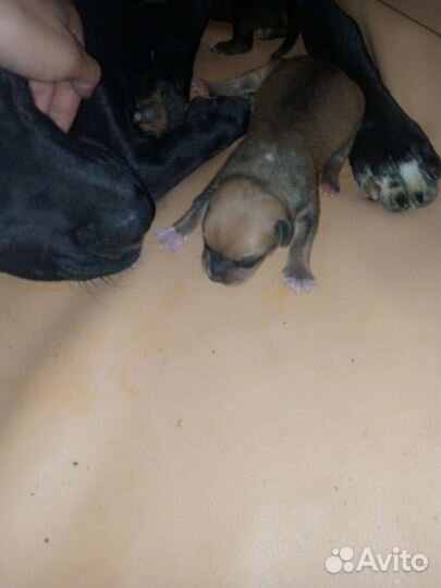 Стаффордширский терьер щенки помесь