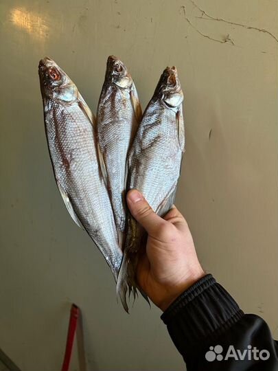 Вяленная рыба