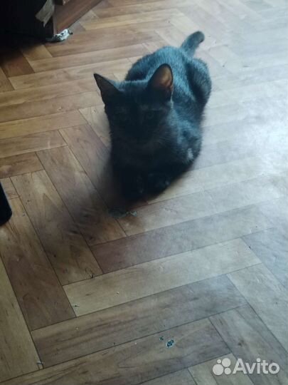 Малышка ищет дом