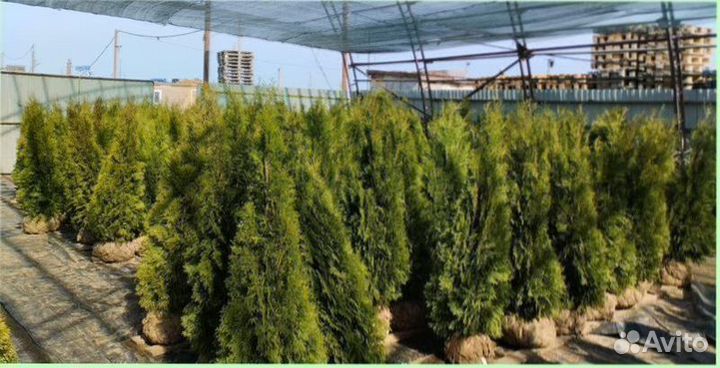 Кедр Туя западная Smaragd 80190 см Брабант Холмст