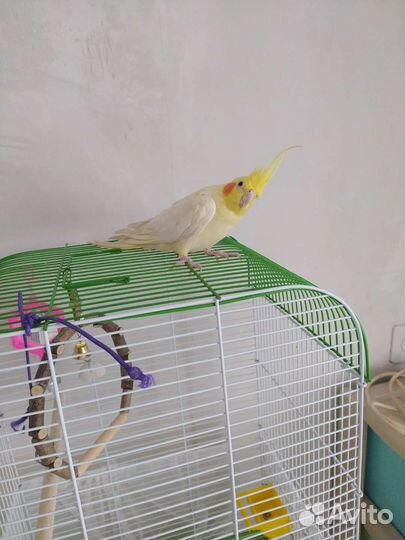 Попугай корелла мальчик