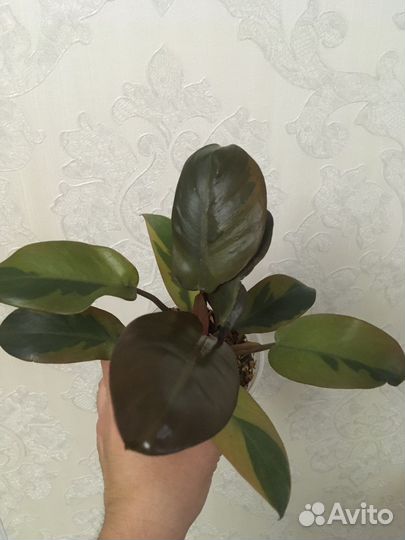Филодендрон блэк кардинал и др