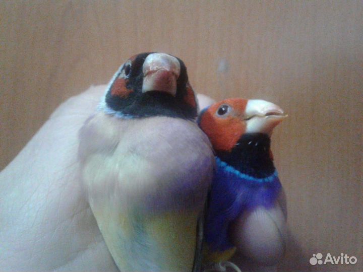 Амадины (гульда, японские)