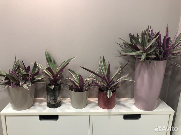 Рэо (Традесканция покрывальчатая)